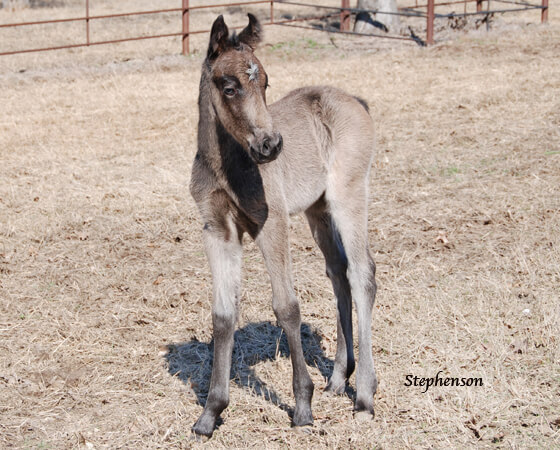 CD Diamond x Oak N Sugs UFO - 2018 Filly